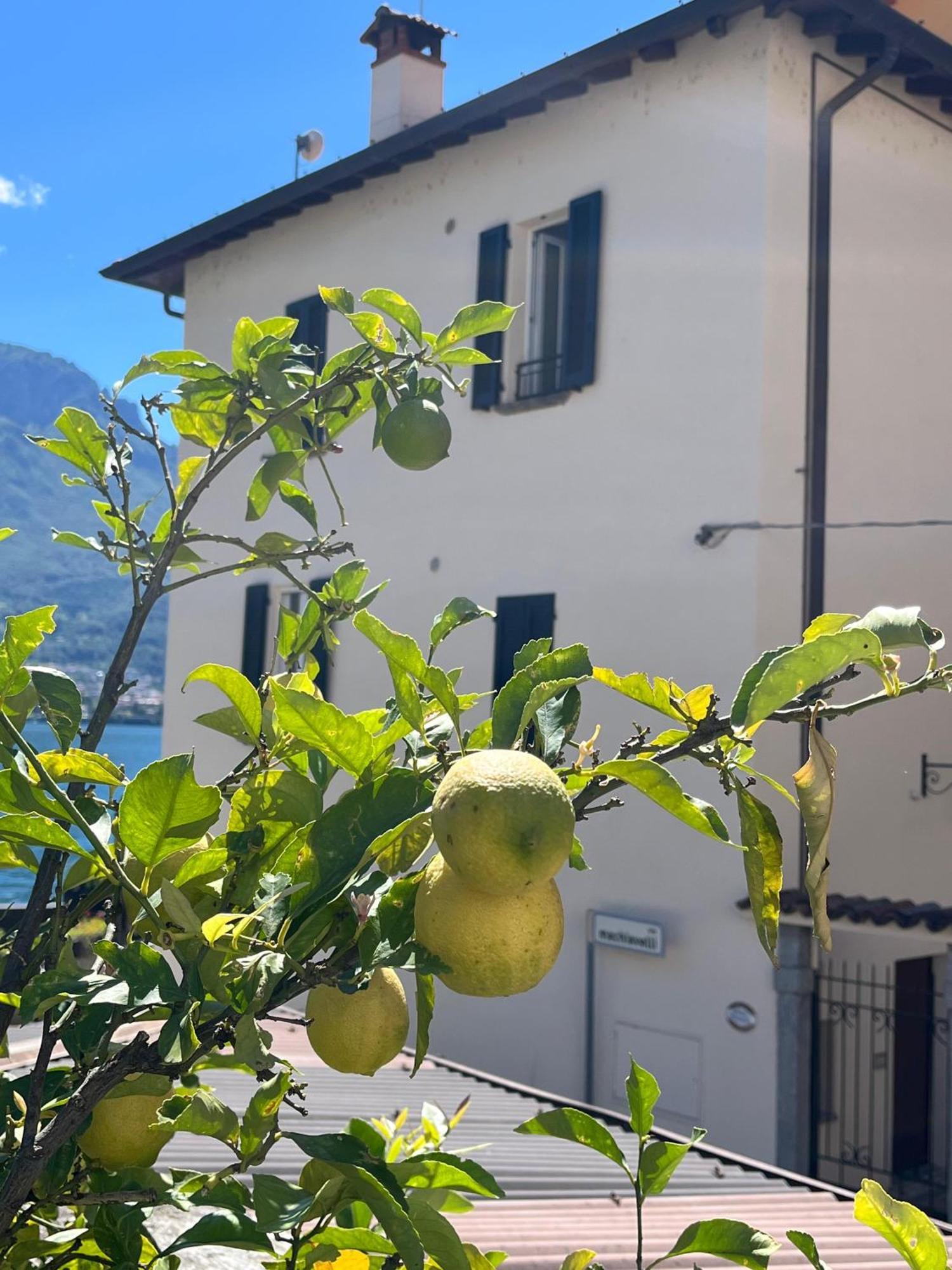 Domus Graziana - Lake Front Oliveto Lario Eksteriør bilde